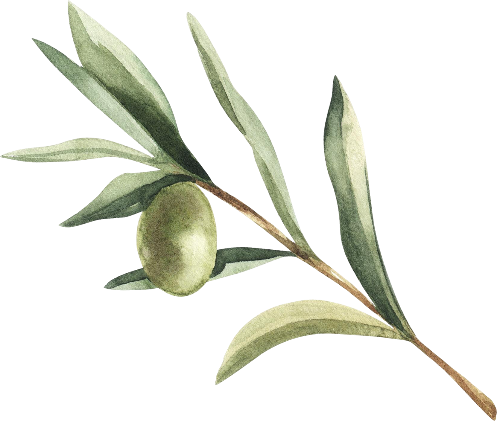 ilustracion botanica acuarela rama olivo verde copia