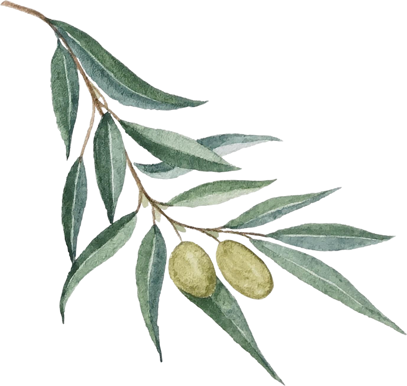rama olivo acuarela rama arbol natural dibujada mano fondo blanco copia